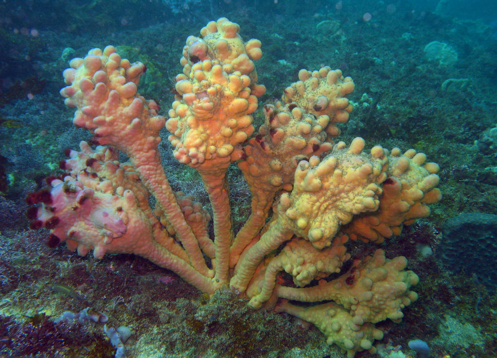 Pyura spinifera